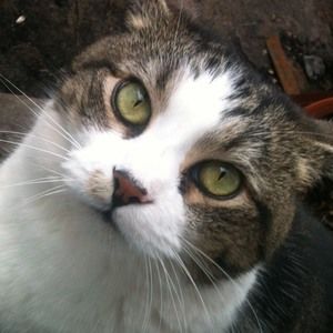 Meet your Posher, Devlin